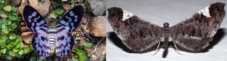 Two photographs side by side. Left, the false tiger moth is a beautiful day-flying moth. Right, an American dull looking night-flying butterfly