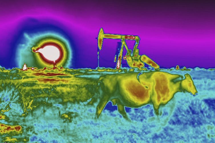 A flare burning off methane and other hydrocarbons is detected in the background next to an oil pumpjack as a cow walks through a field.