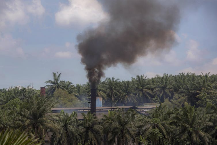 Smoke rises from a palm oil mill.