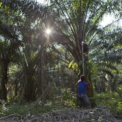 The impact of Indonesia's ban on palm oil exports reverberated