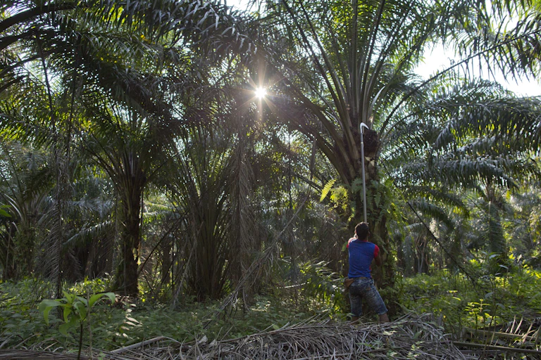 A worker uses a special scythe to cut down palm fruit.