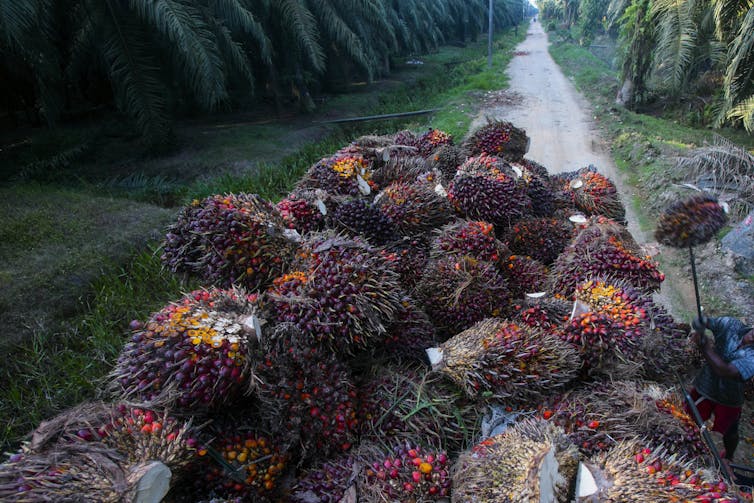 A truck loaded with cut palm fruits.