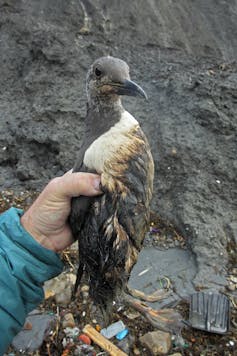 A person holding a common guillemot covered in oil.
