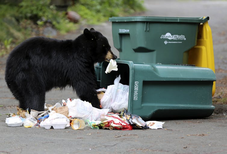 A black bear rummages through trash from a tipped-over trash can.