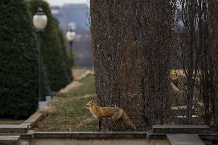 A fox standing on a sidewalk next to a large tree and lamp post.