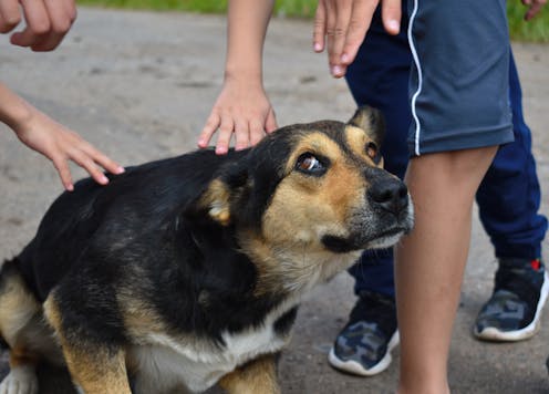 'Is the doggy angry?' Research hints children under 5 can easily confuse dog emotions