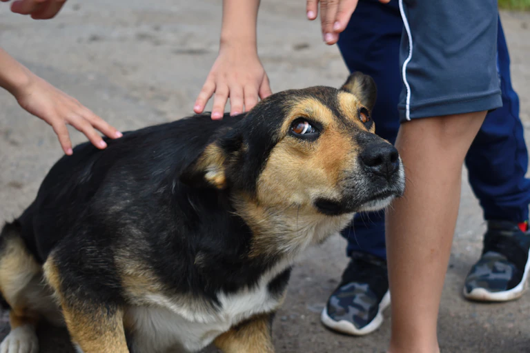 An anxious looking dog being patted by small children