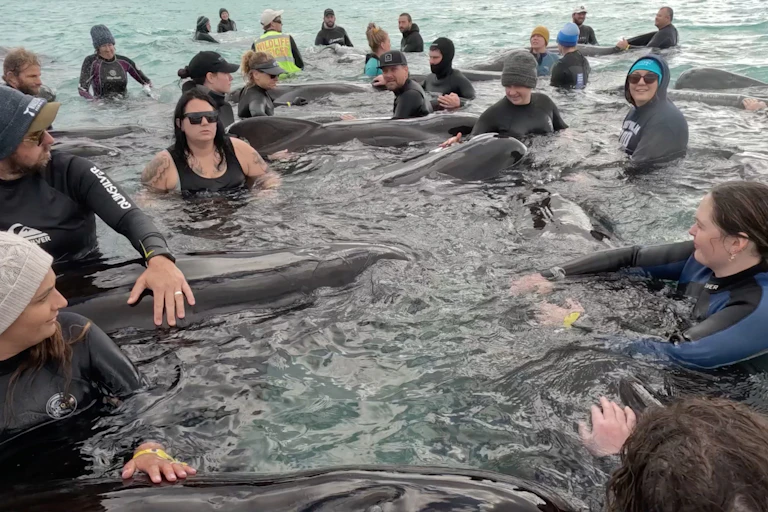 pilot whales western australia stranding