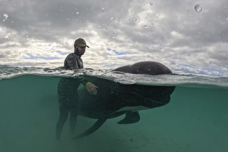 pilot whale stranding