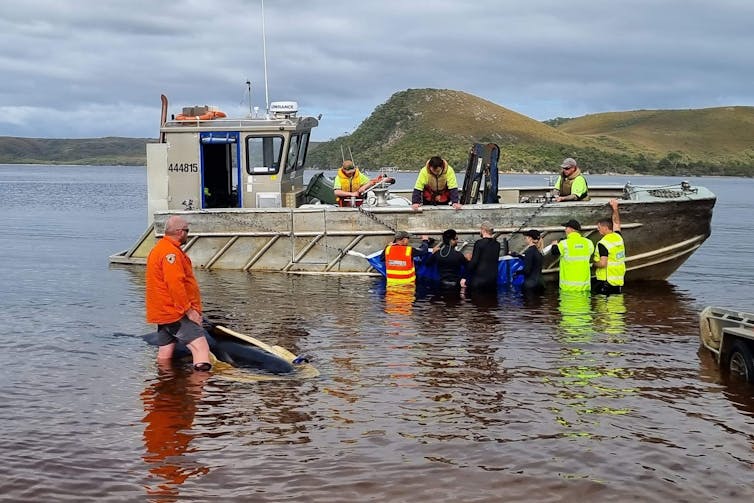 towing pilot whales