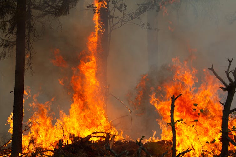 A raging wildfire in a forest.