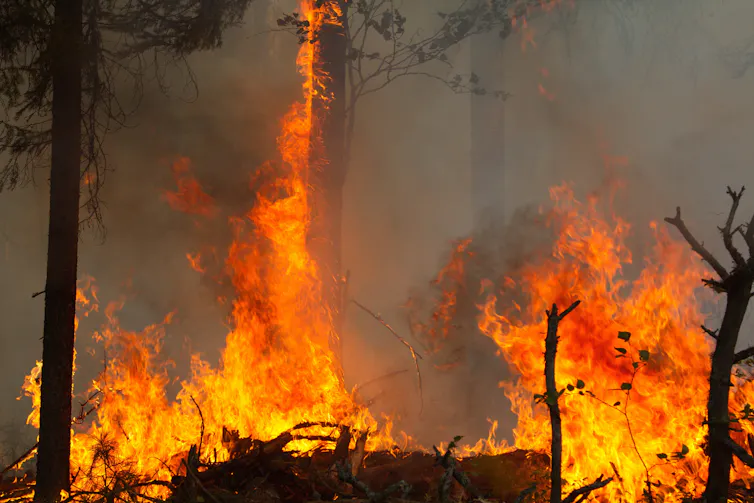 A raging wildfire in a forest.