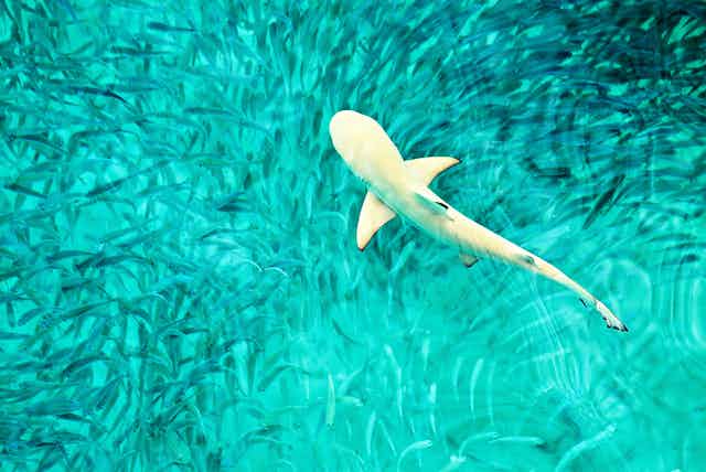 baby shark swims among fish