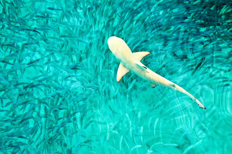 baby shark swims among fish