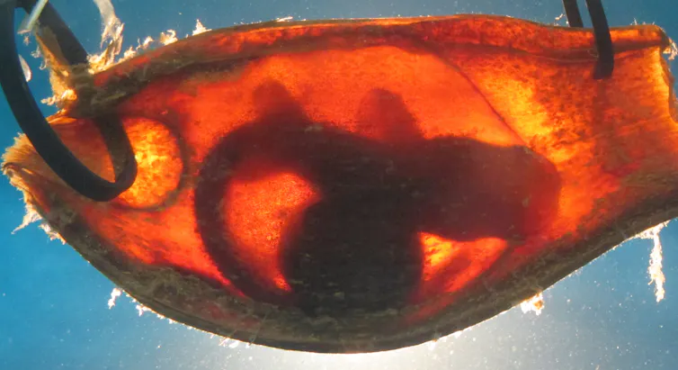 shark embryo in egg