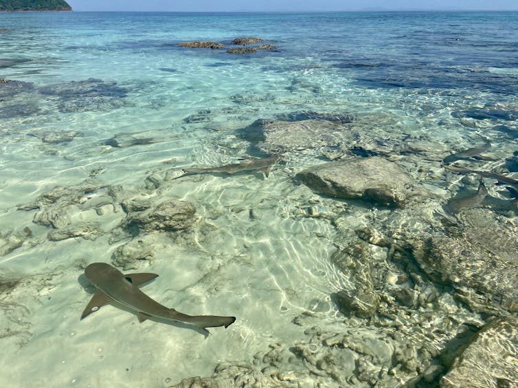 young sharks swim in shallow water