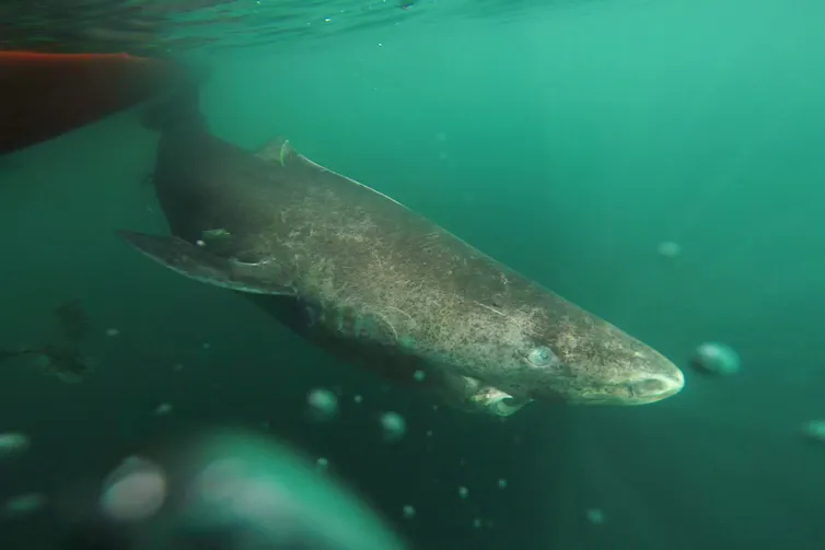 shark swims near boat