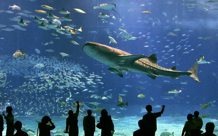 people in silhouette at aquarium as shark swims past