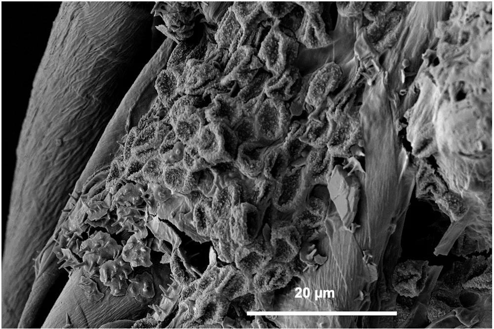 Secrets wrapped in fabric: how our study of 100 decomposing piglet ...