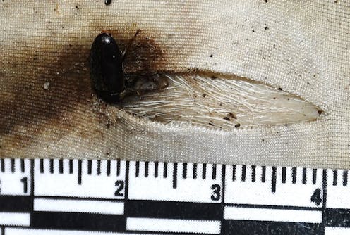 how our study of 100 decomposing piglet bodies will help solve criminal cases