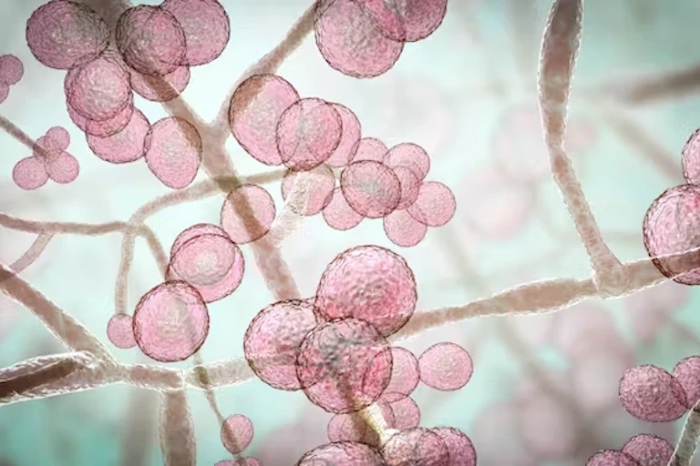 Ilustrasi _Candida auris_.