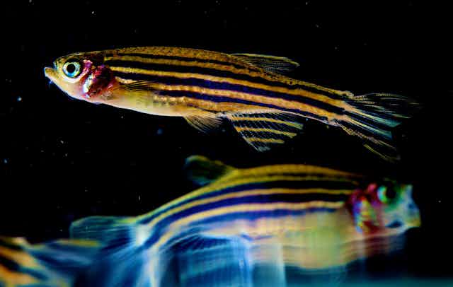 Close-up of two zebrafish against a dark background