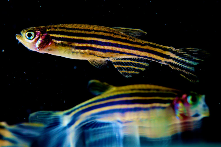 Close-up of two zebrafish against a dark background