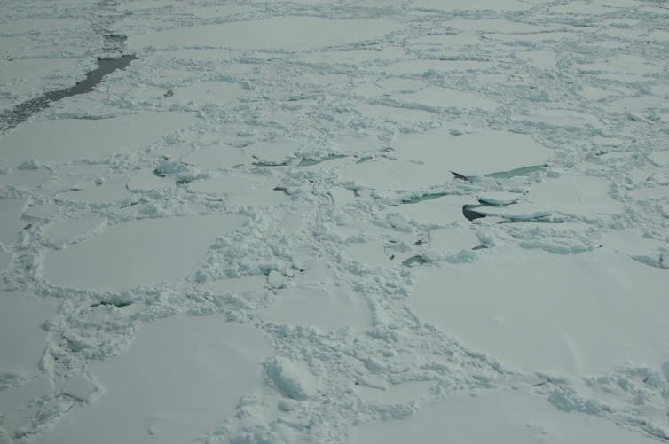 Floating sea ice near the Antarctic peninsula in December 2017.
