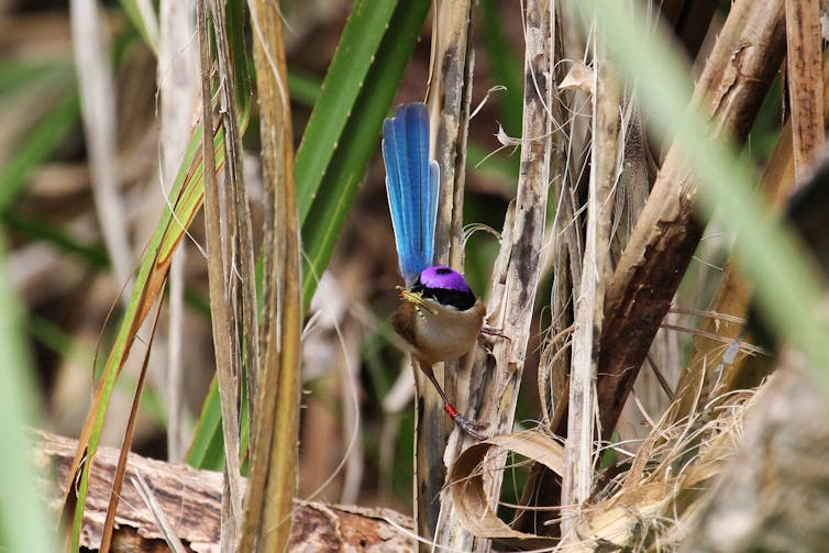 A male purple-crowned fairy-wren with food in his beak, among plants on the river bank.