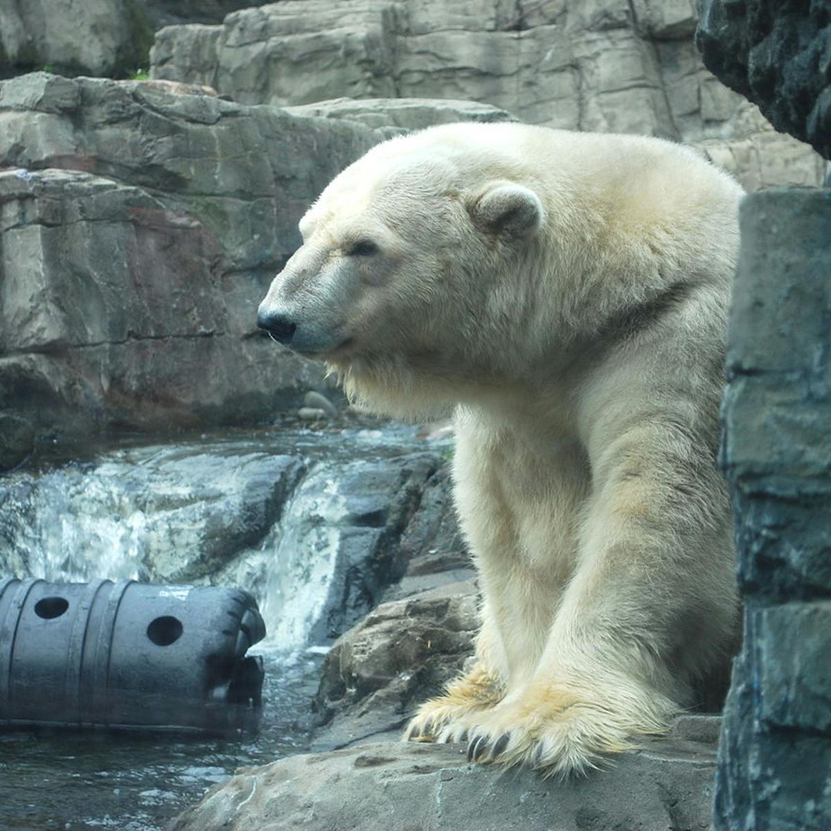 Confined Hot And Lonely No Wonder Arturo The Depressed Polar Bear Is Shaking His Head Confined Hot And Lonely No Wonder Arturo The Depressed Polar Bear Is Shaking His Head