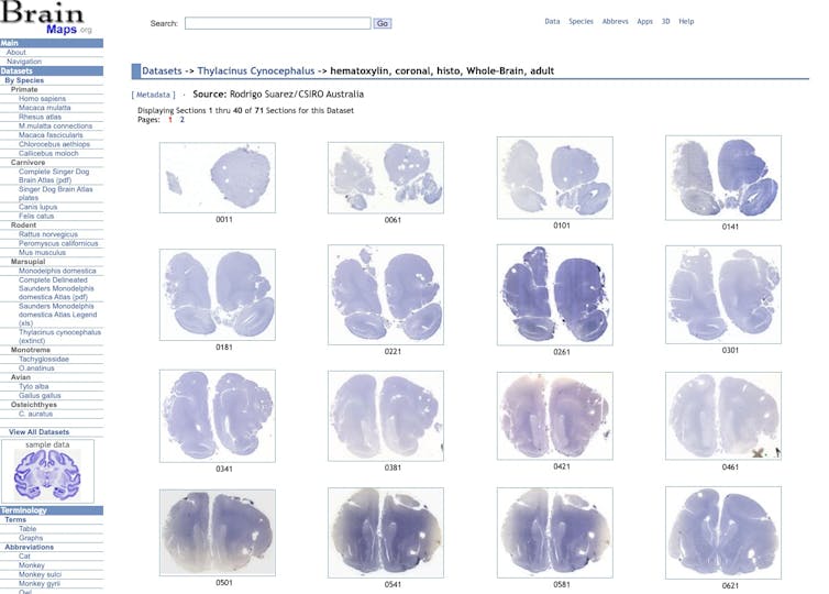 Image of a website with a series of purple brain images in a grid