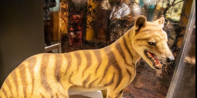 Tasmanian Tiger – information, recherche et analyse – La Conversation