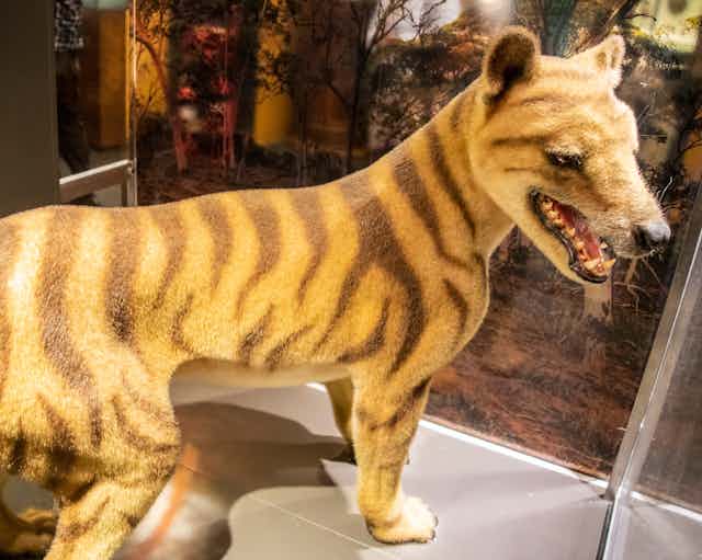 A 140-year-old Tassie tiger brain sample survived two world wars