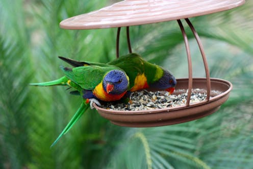 Wild bird feeding surged worldwide during lockdowns. That's good for people, but not necessarily for the birds