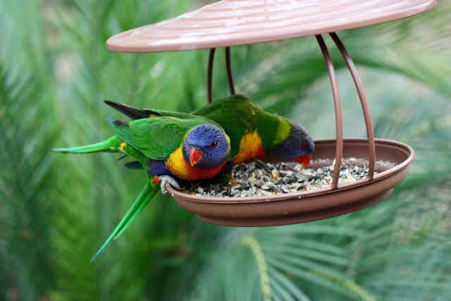 Two rainbow lorikeets feed on seed in a bird feeder