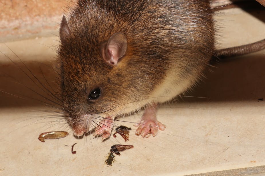 A small russet rodent with bug parts in front of it