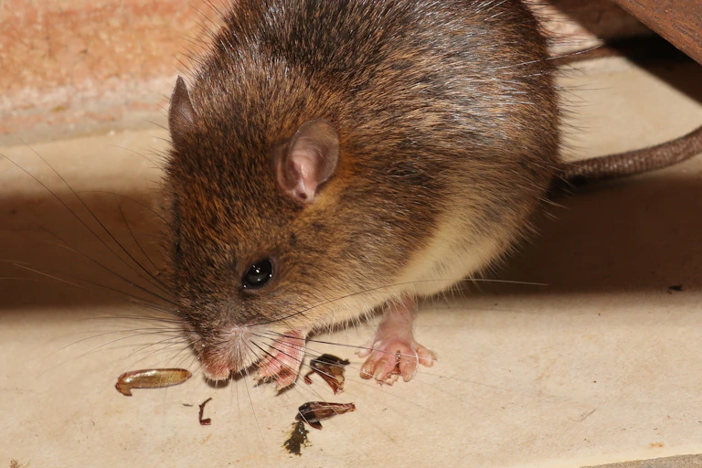 A small russet rodent with bug parts in front of it