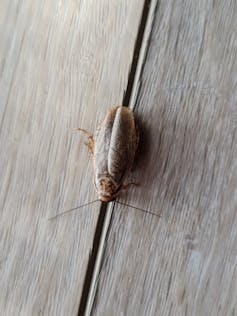 A pale brown elongated bug with darker specks on its wings