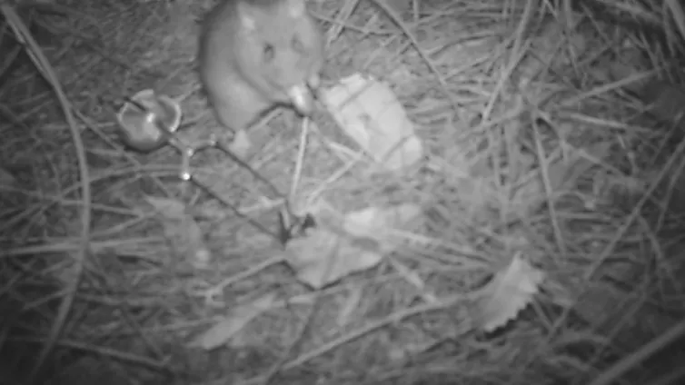 A grayscale image with a rodent in the top left corner sitting on leaf litter