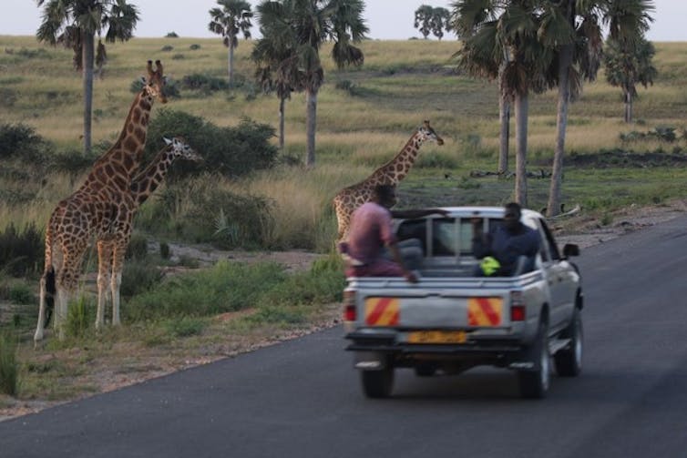 Two giraffes at the edge of a road watch a car pass.
