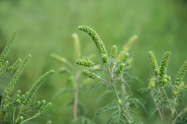 Photo d’un plant d’ambroisie.
