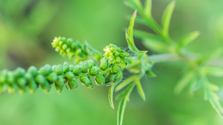 Photo en gros plan d’une inflorescence d’ambroisie.