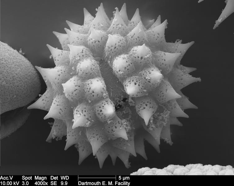 Photo en microscopie électronique d’un grain de pollen d’ambroisie.