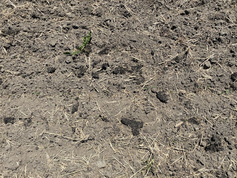 A close-up photo of a dark substance lying on top of dry dirt