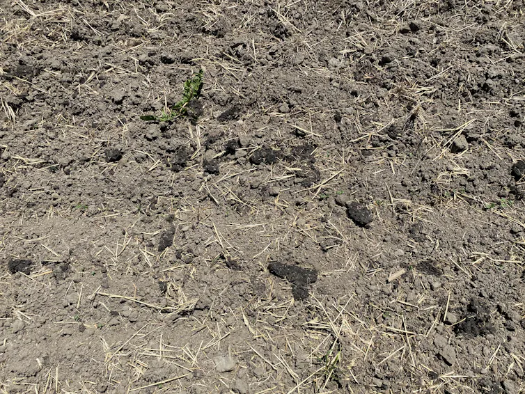 A close-up photo of a dark substance lying on top of dry dirt