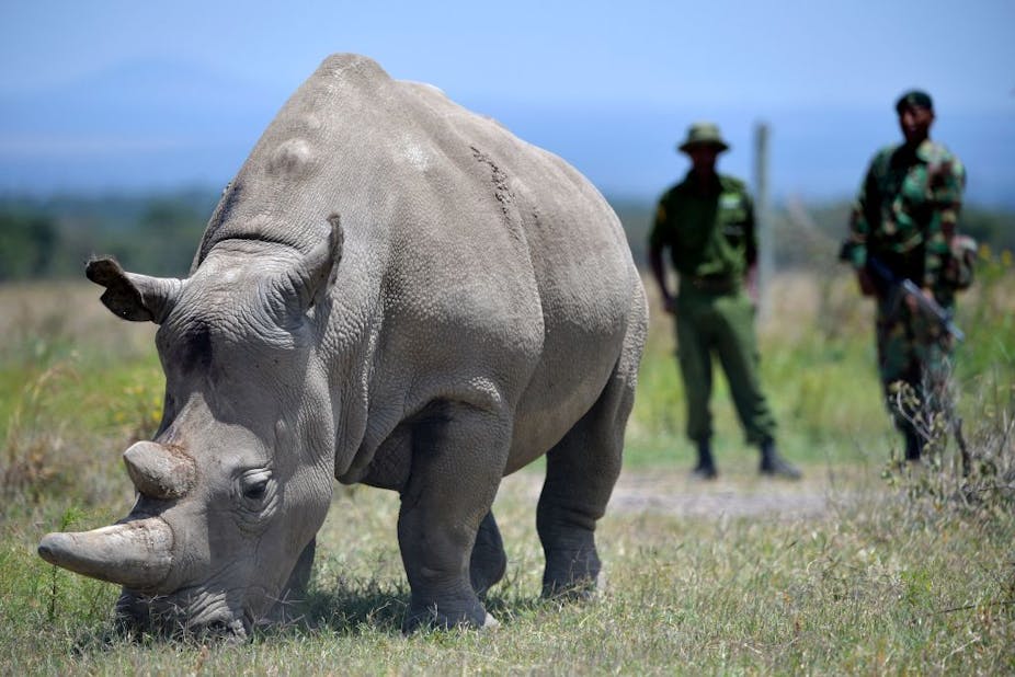 A rhino standing with its mouth to the grass while two uniformed men stand watch in the background