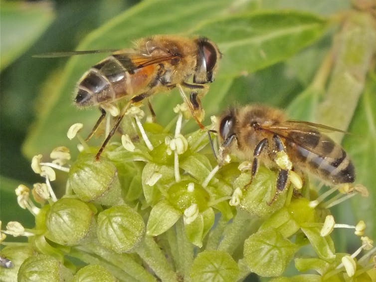 Honey bee (right) gathering pollen and nectar from ivy flowers alongside a hover fly (left).