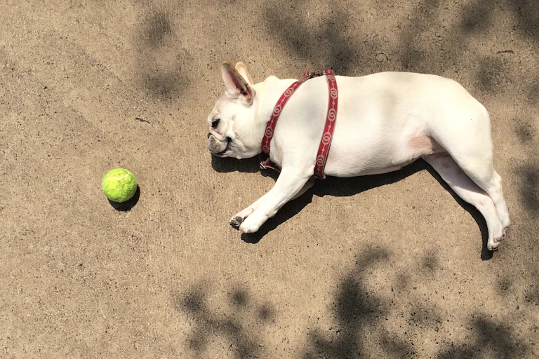 hot dog lies on ground next to ball`