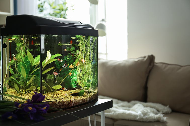 aquarium in lounge room