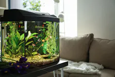 Aquario na sala de uma casa